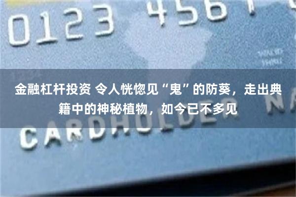 金融杠杆投资 令人恍惚见“鬼”的防葵，走出典籍中的神秘植物，如今已不多见